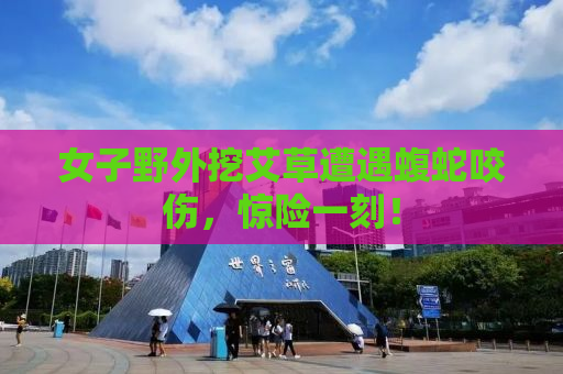 女子野外挖艾草遭遇蝮蛇咬伤，惊险一刻！