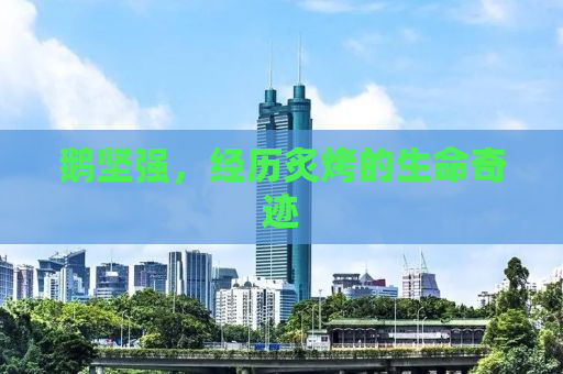 鹅坚强，经历炙烤的生命奇迹