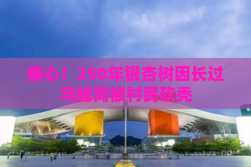 痛心！250年银杏树因长过马蜂窝被村民砍秃