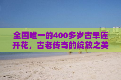 全国唯一的400多岁古旱莲开花，古老传奇的绽放之美