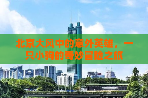 北京大风中的意外英雄，一只小狗的奇妙冒险之旅